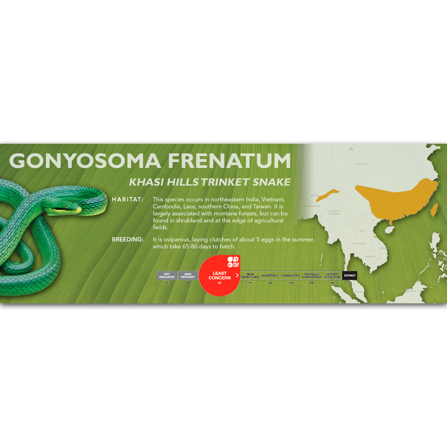 Khasi Hills Trinket Snake (Gonyosoma frenatum) Classic Vivarium Label