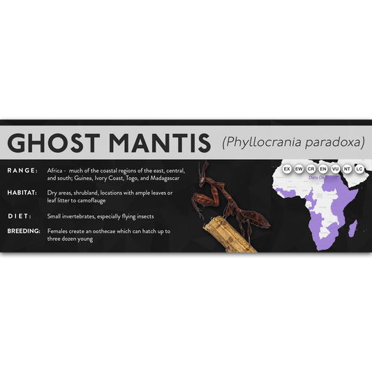 Ghost Mantis (Phyllocrania paradoxa) - X Label