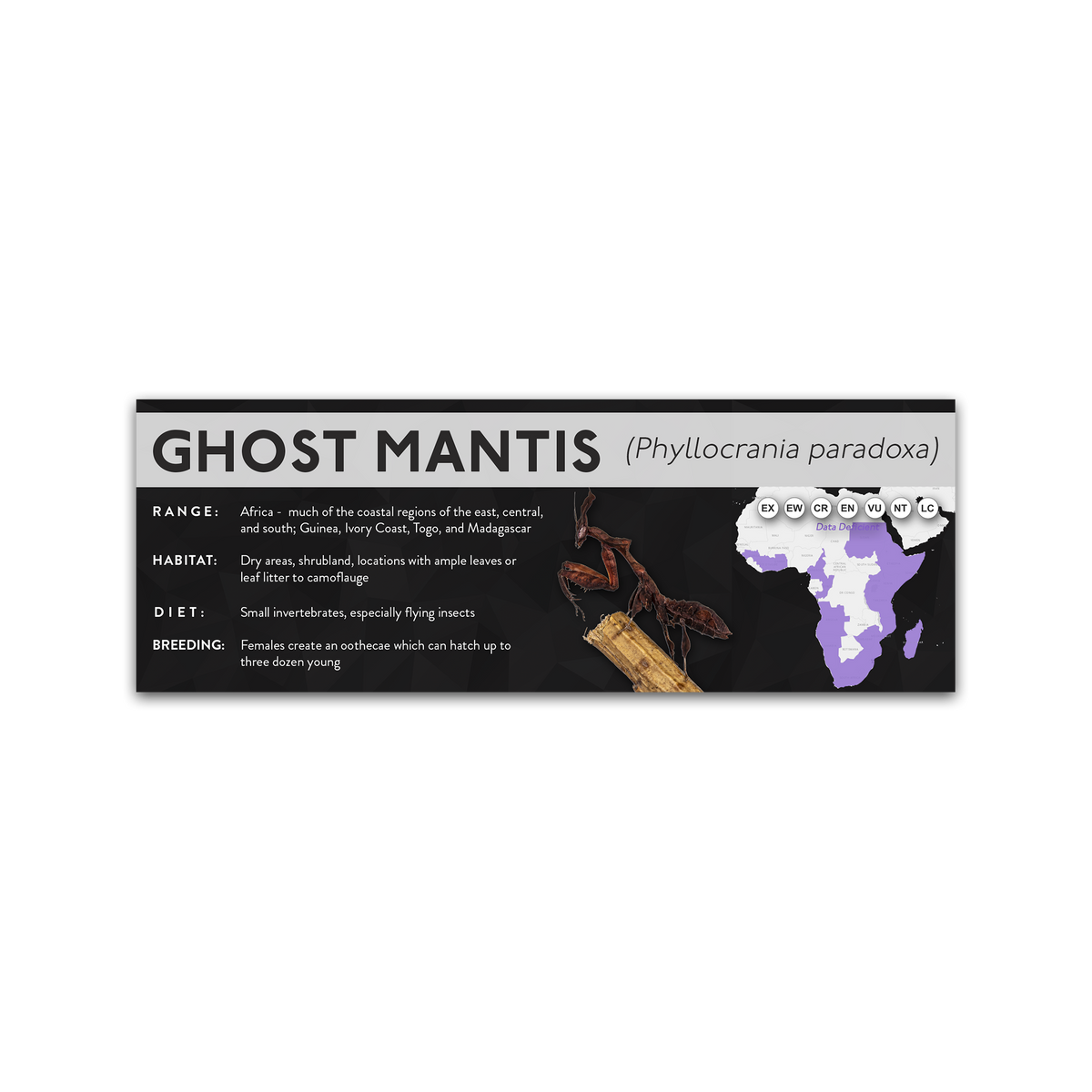 Ghost Mantis (Phyllocrania paradoxa) - X Label