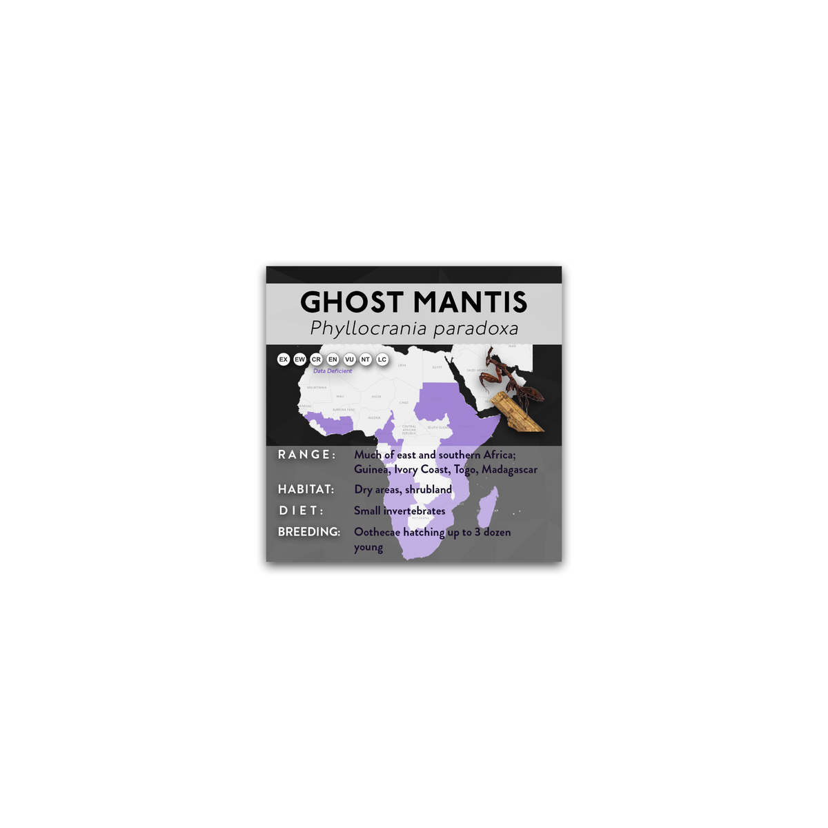 Ghost Mantis (Phyllocrania paradoxa) - X Label