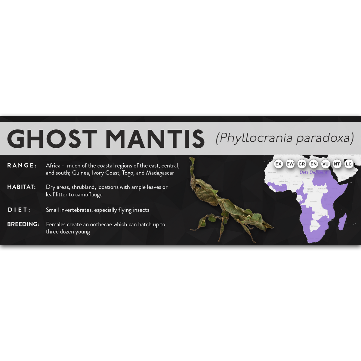 Ghost Mantis (Phyllocrania paradoxa) - X Label