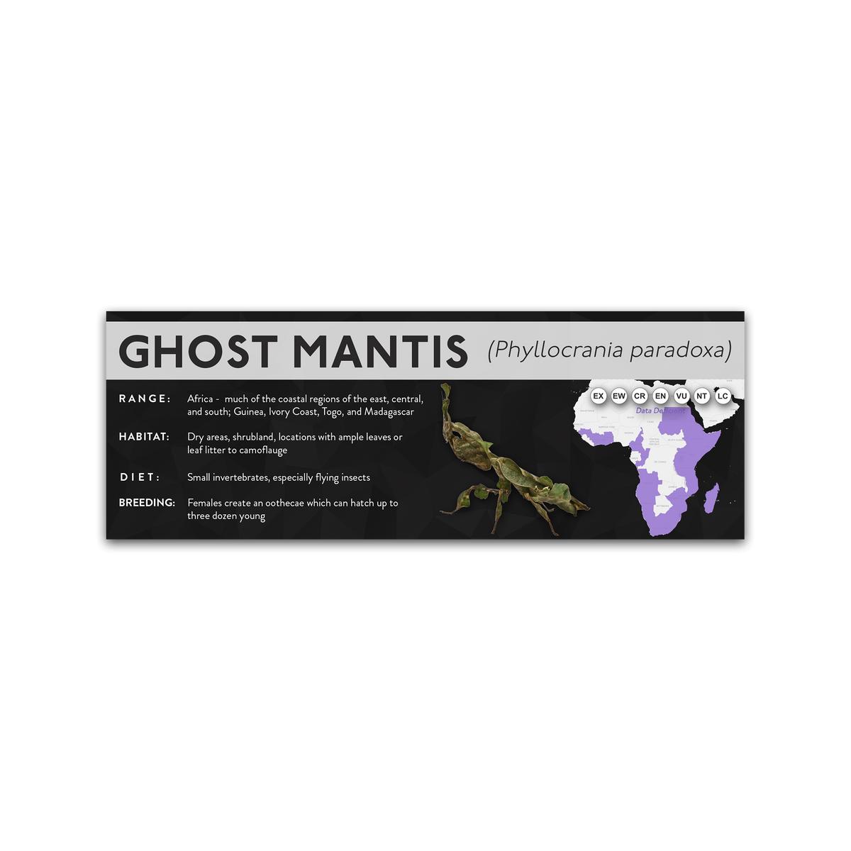 Ghost Mantis (Phyllocrania paradoxa) - X Label