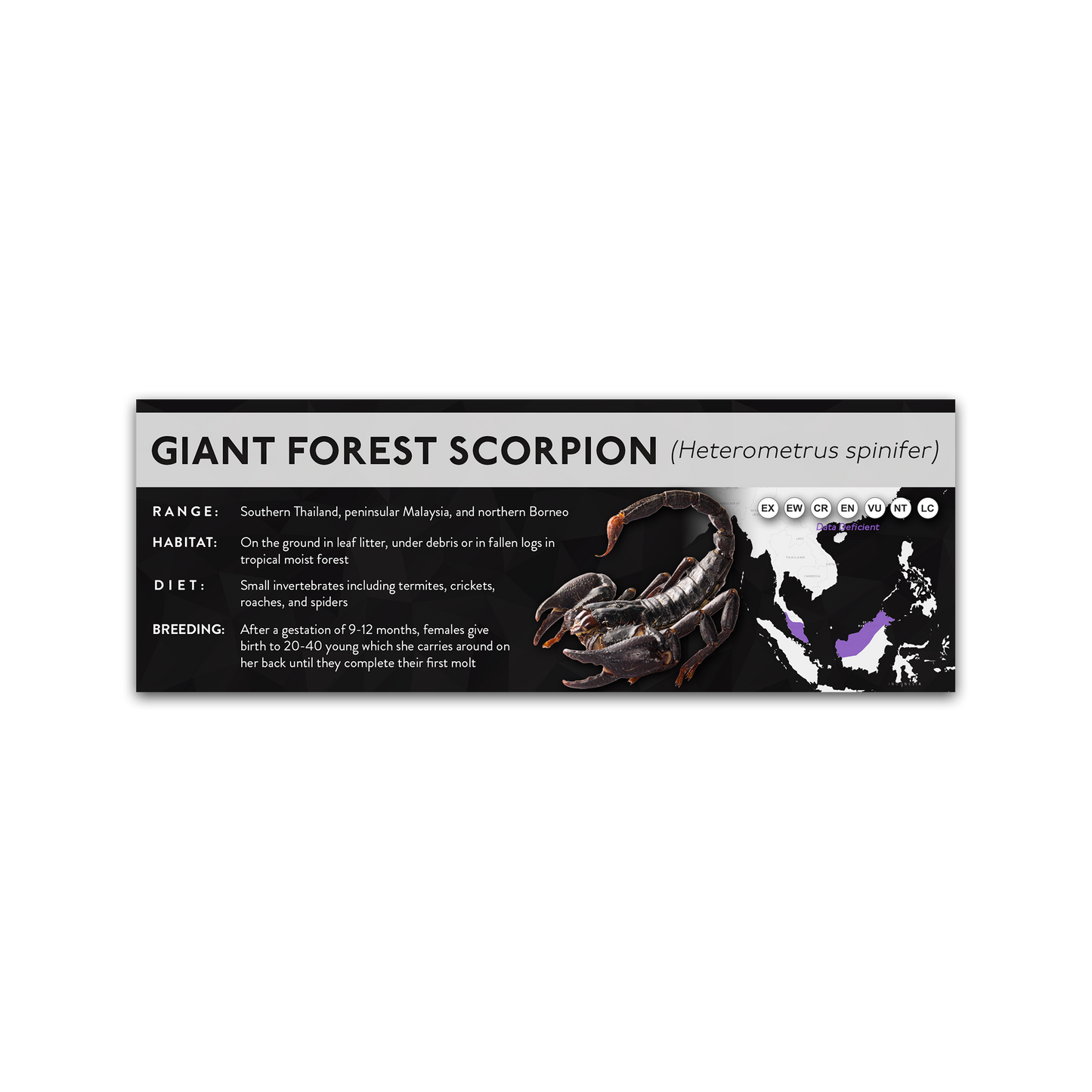 Giant Forest Scorpion (Heterometrus spinifer) - X Label