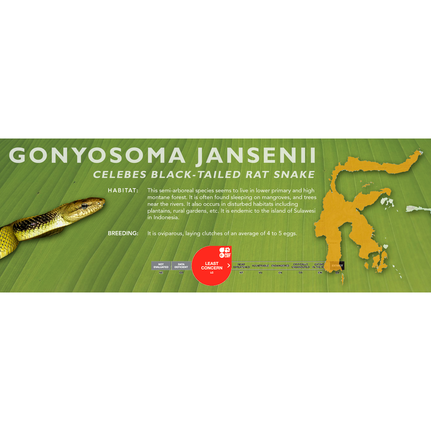 Celebes Black-Tailed Rat Snake (Gonyosoma jansenii) Classic Vivarium Label