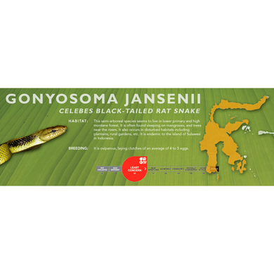 Celebes Black-Tailed Rat Snake (Gonyosoma jansenii) Standard Vivarium Label