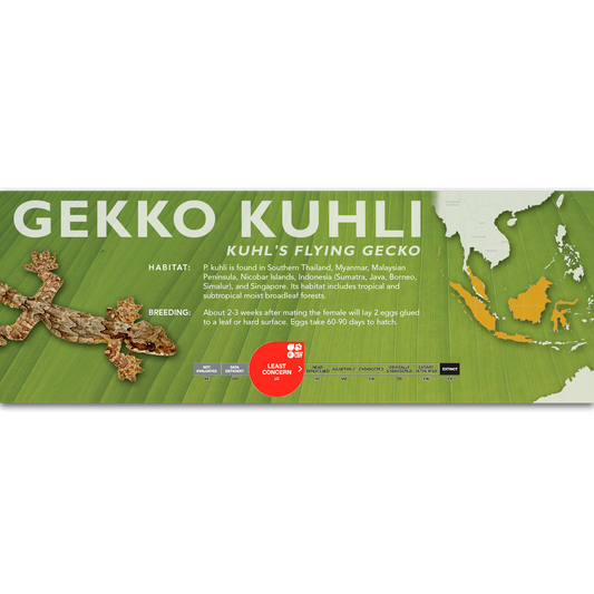 Kuhl's Flying Gecko (Gekko kuhli) Classic Vivarium Label
