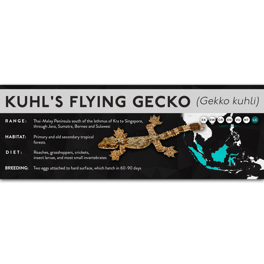 Kuhl's Flying Gecko (Gekko kuhli) - X Label
