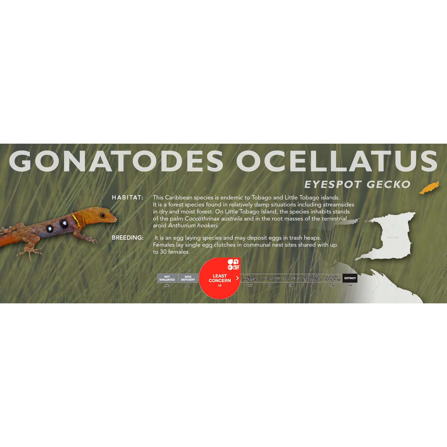 Eyespot Gecko (Gonatodes ocellatus) Classic Vivarium Label