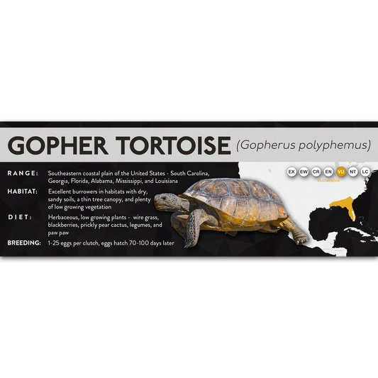 Gopher Tortoise (Gopherus polyphemus) - X Label