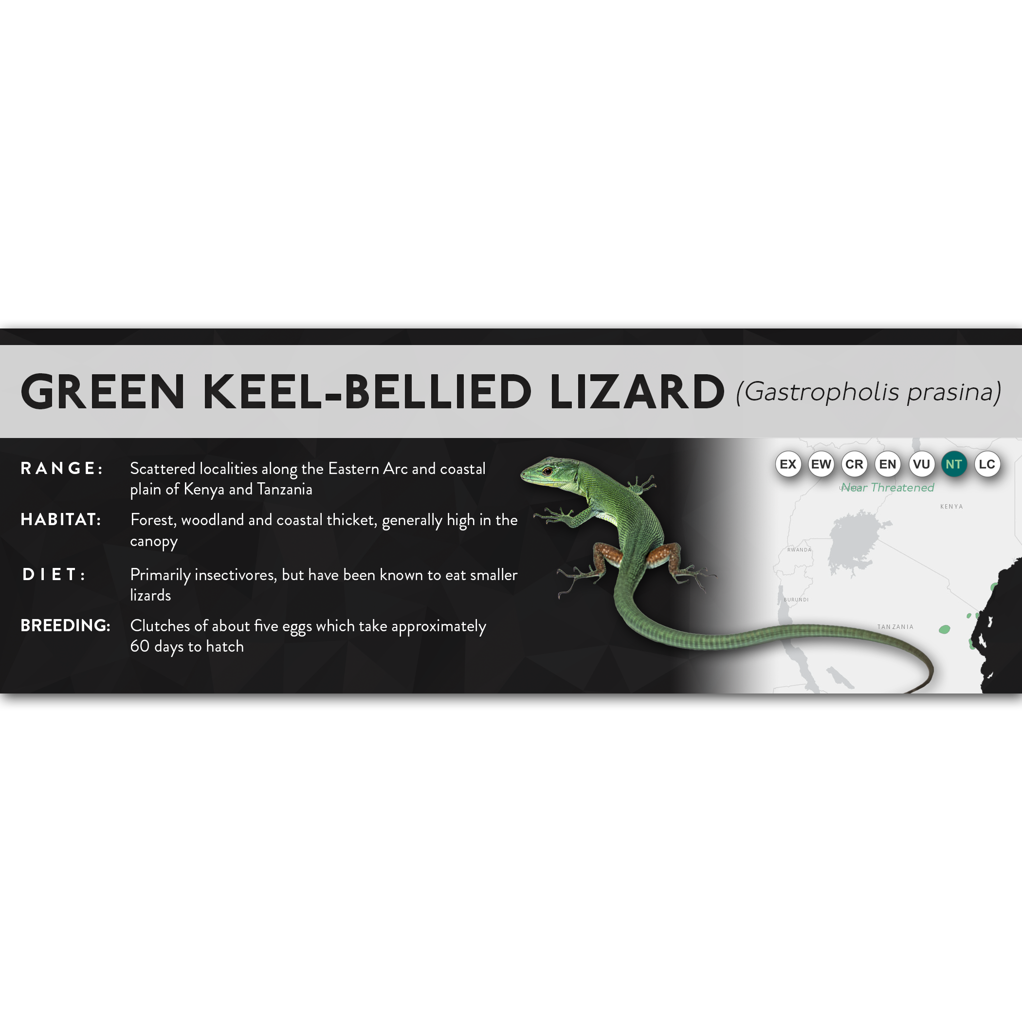Lable Lizard Green Keel-Bellied Lizard (Gastropholis prasina) - X Label – Cloud ...