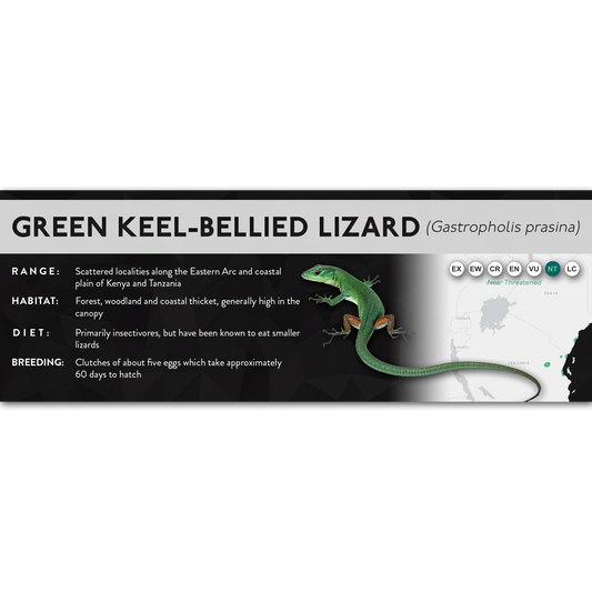 Green Keel-Bellied Lizard (Gastropholis prasina) - X Label