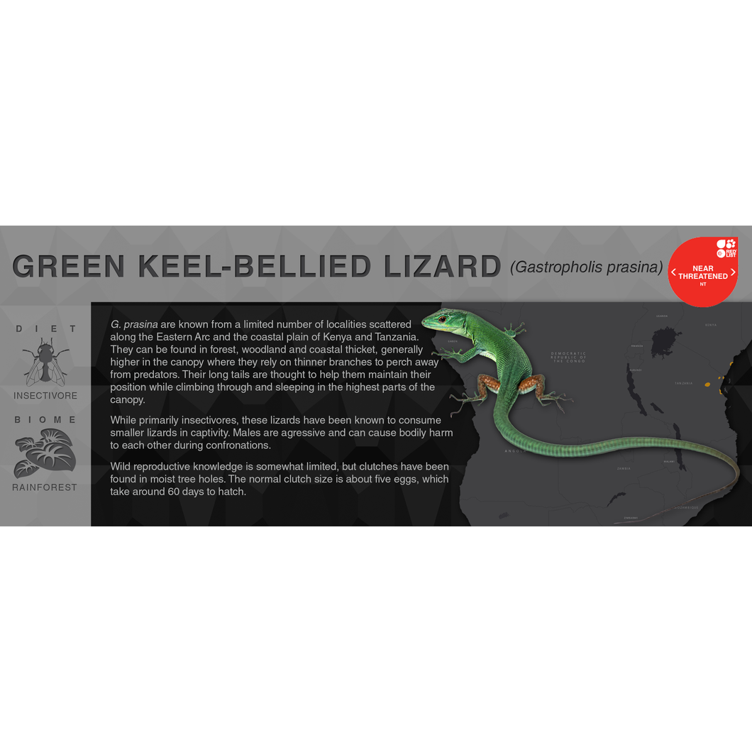 Green Keel-Bellied Lizard (Gastropholis prasina) - Black Series Vivarium Label