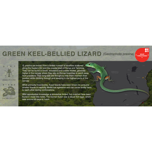 Green Keel-Bellied Lizard (Gastropholis prasina) - Black Series Vivarium Label