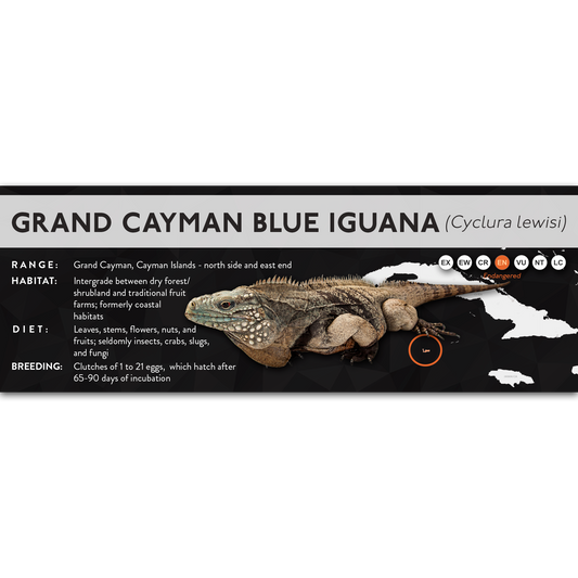 Grand Cayman Blue Iguana (Cyclura lewisi) - X Label