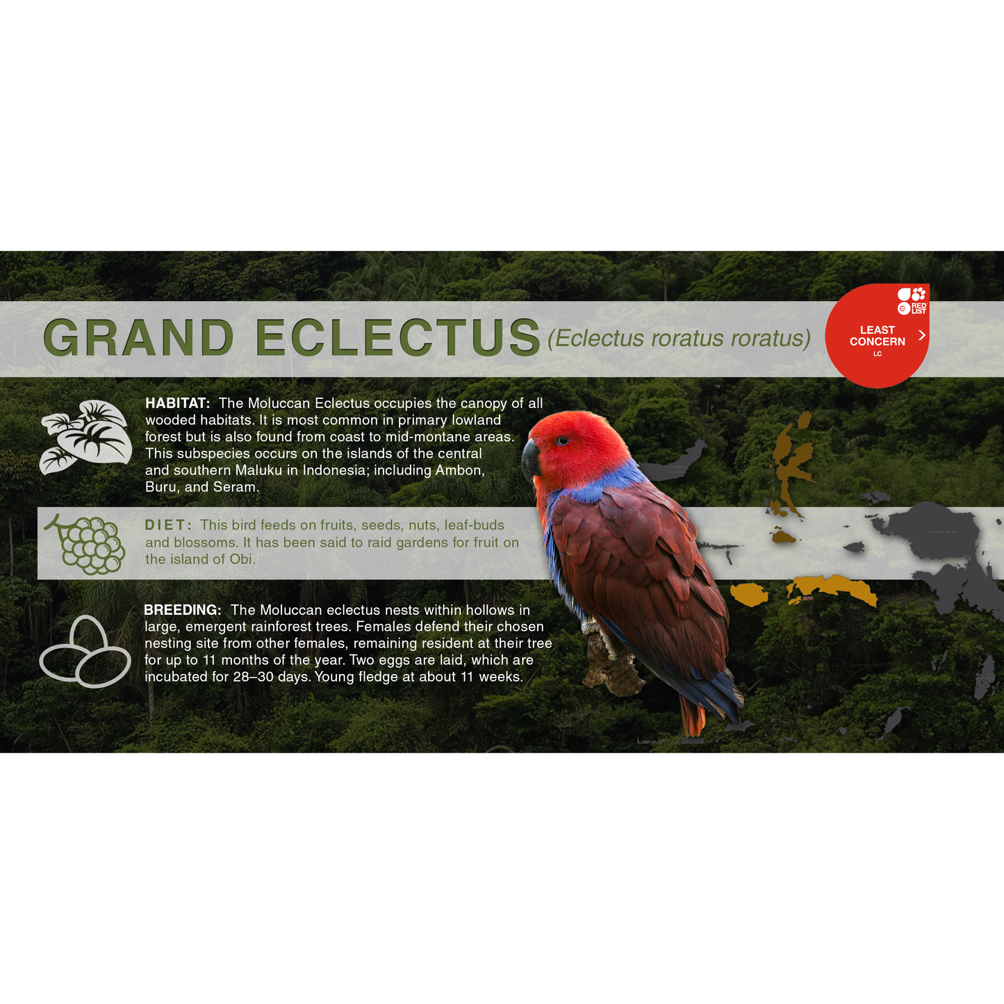 Grand Eclectus (Eclectus roratus roratus) - Aluminum Sign