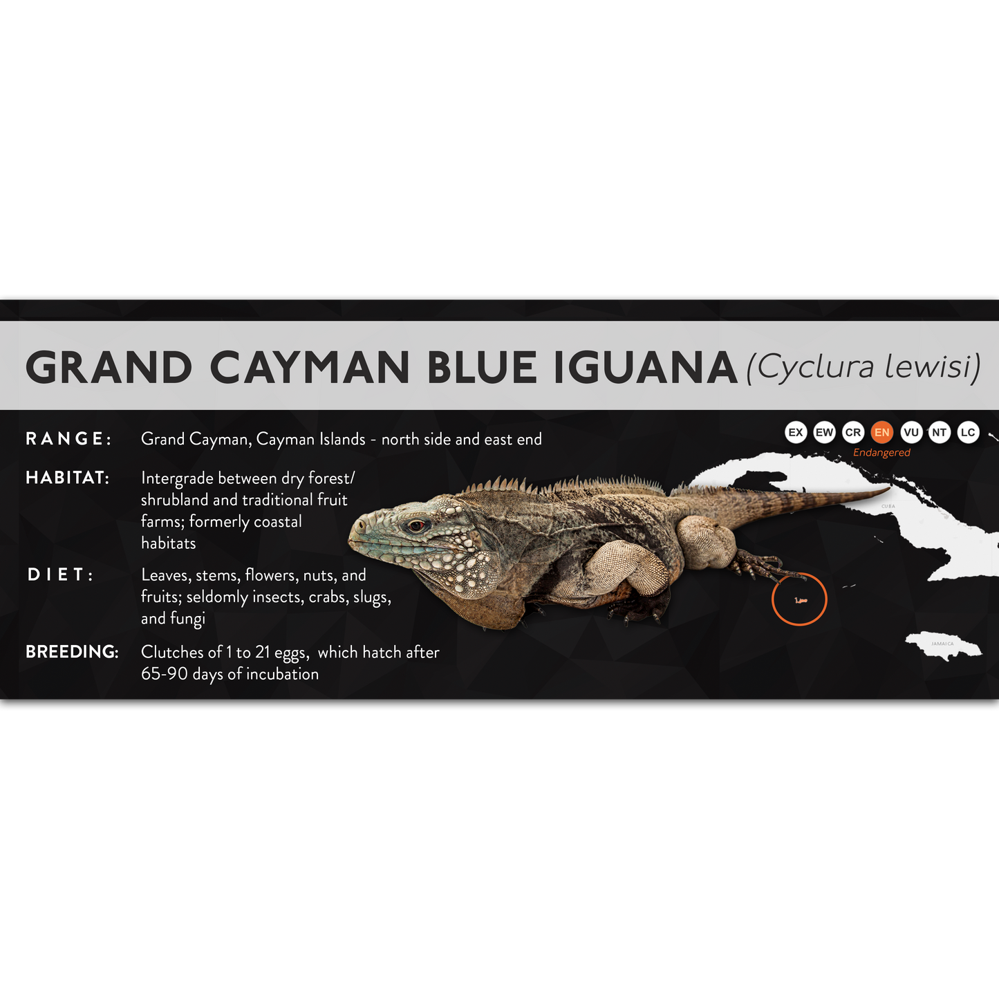 Grand Cayman Blue Iguana (Cyclura lewisi) - X Label