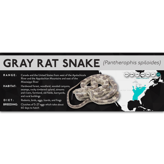 Gray Rat Snake (Pantherophis spiloides) - X Label