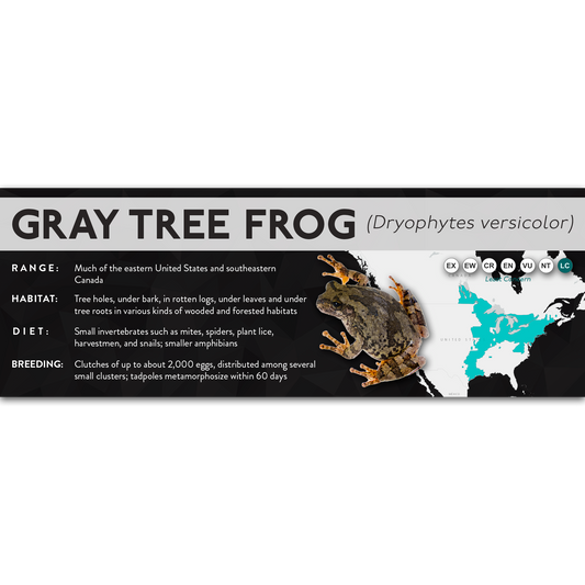 Gray Tree Frog (Dryophytes versicolor) - X Label