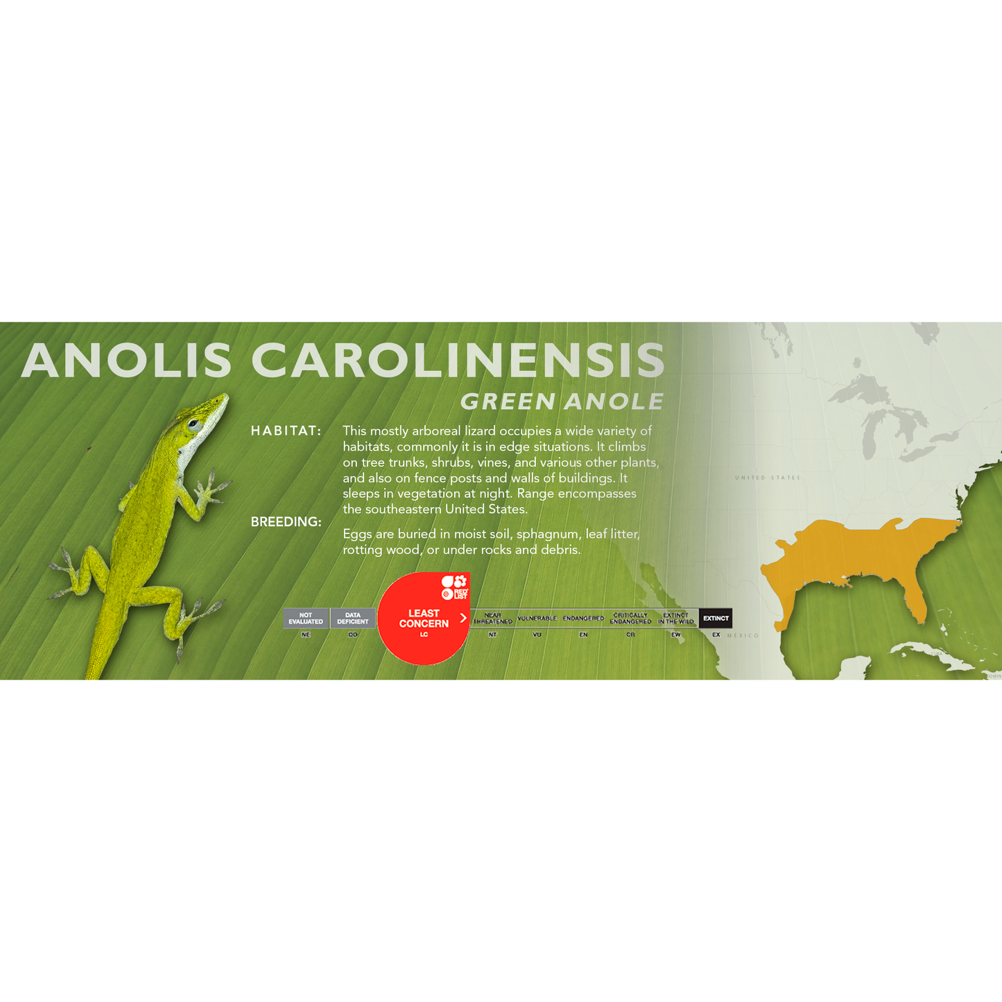 Green Anole (Anolis carolinensis) Standard Vivarium Label