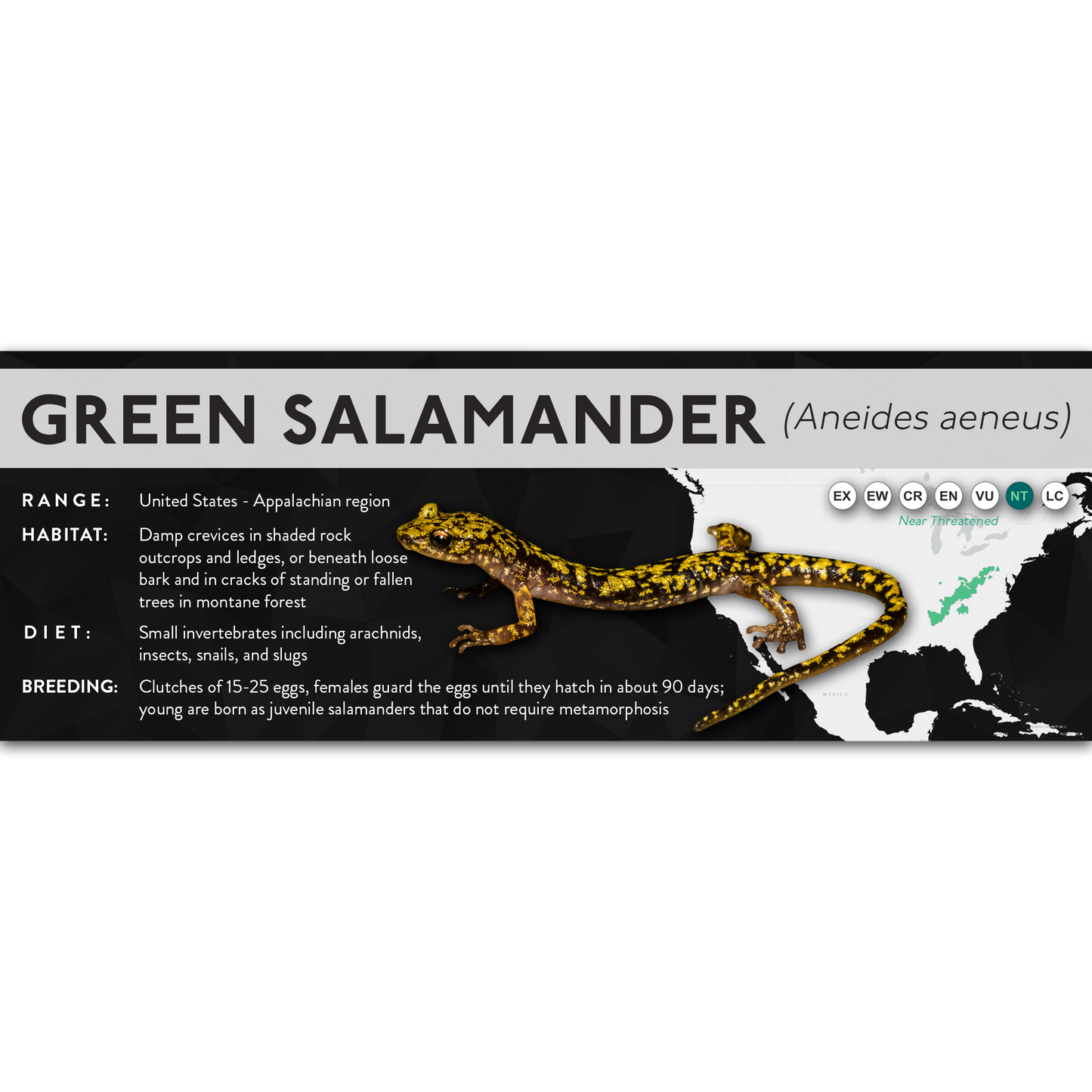 Green Salamander (Aneides aeneus) - X Label