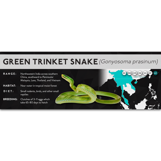Green Trinket Snake (Gonyosoma prasinum) - X Label
