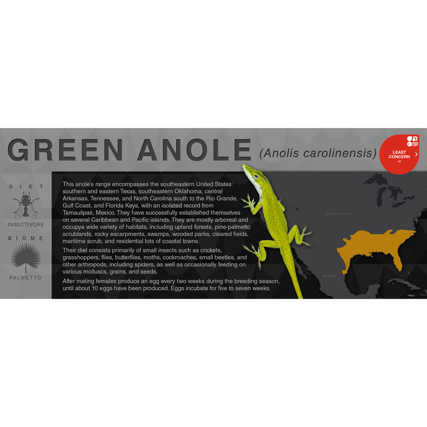 Green Anole (Anolis carolinensis) - Black Series Vivarium Label