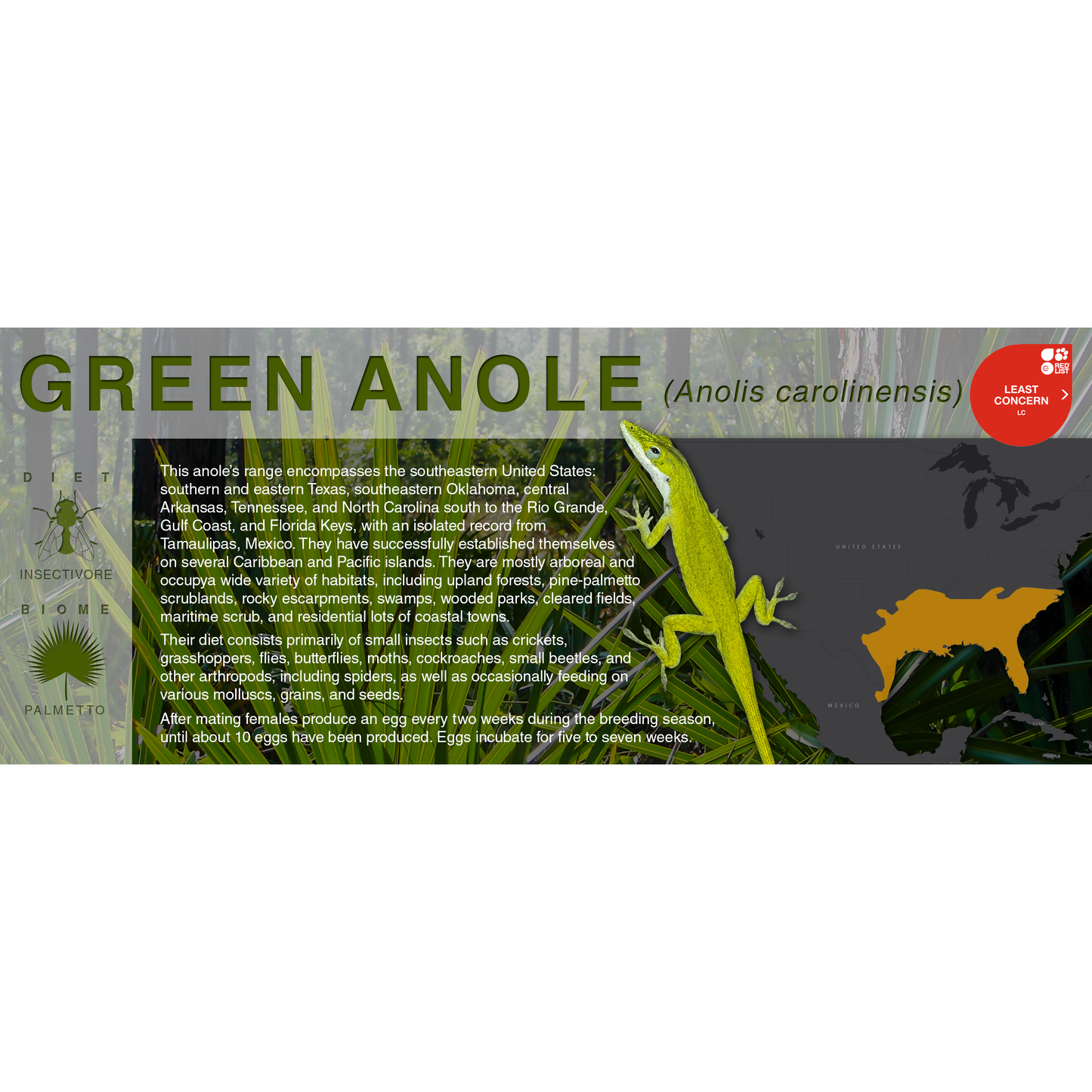 Green Anole (Anolis carolinensis) - Black Series Vivarium Label