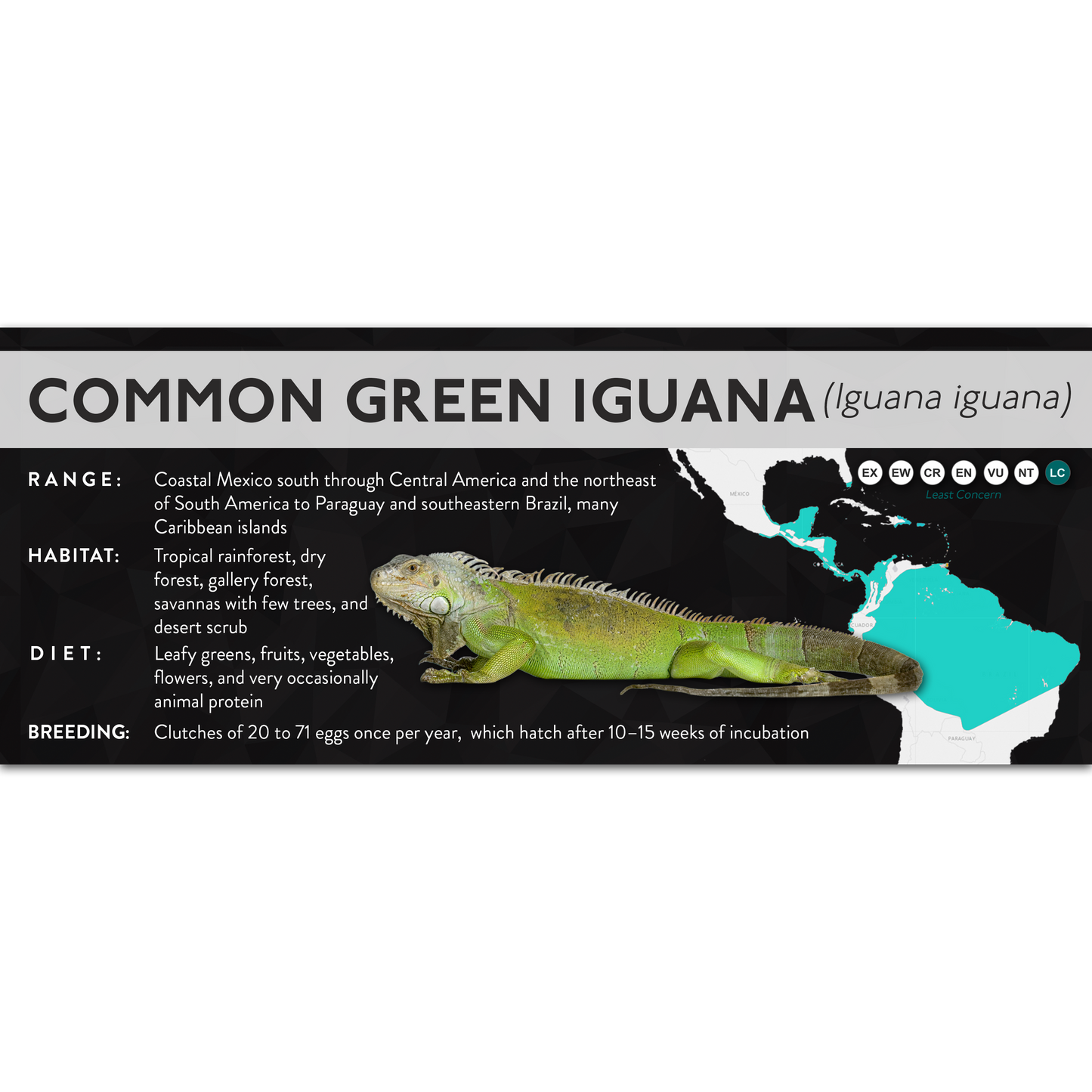 Common Green Iguana (Iguana iguana) - X Label