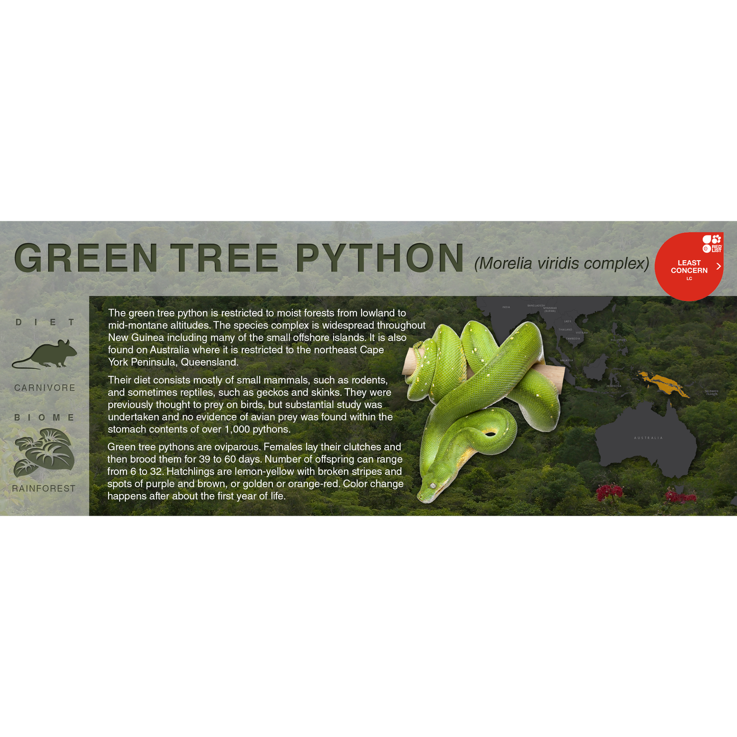 Green Tree Python (Morelia azurea & Morelia viridis) - Black Series Vivarium Label