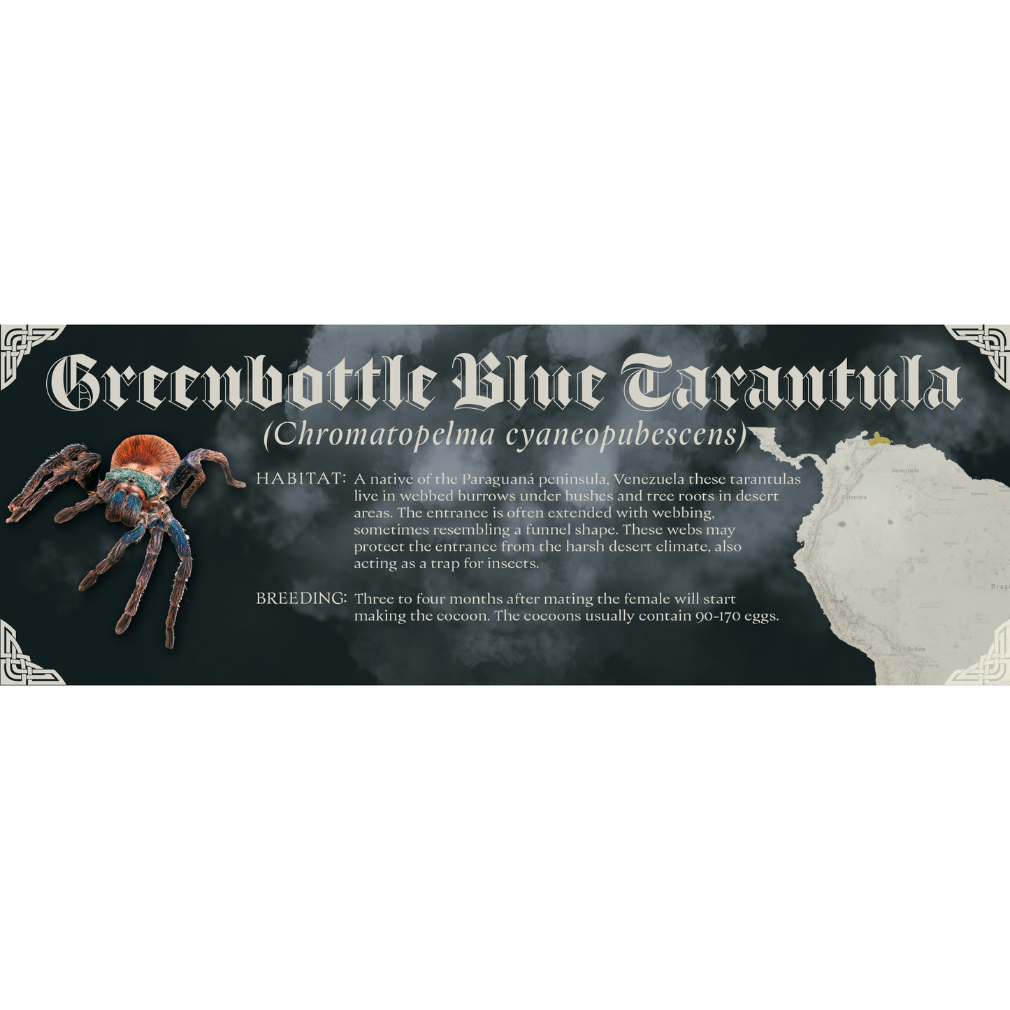 The Dark Mark - Gothic Style Special Edition Halloween Vivarium Label