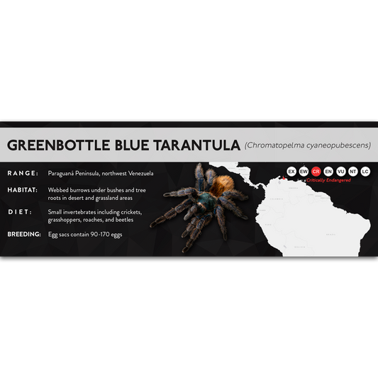 Greenbottle Blue Tarantula (Chromatopelma cyaneopubescens) - X Label