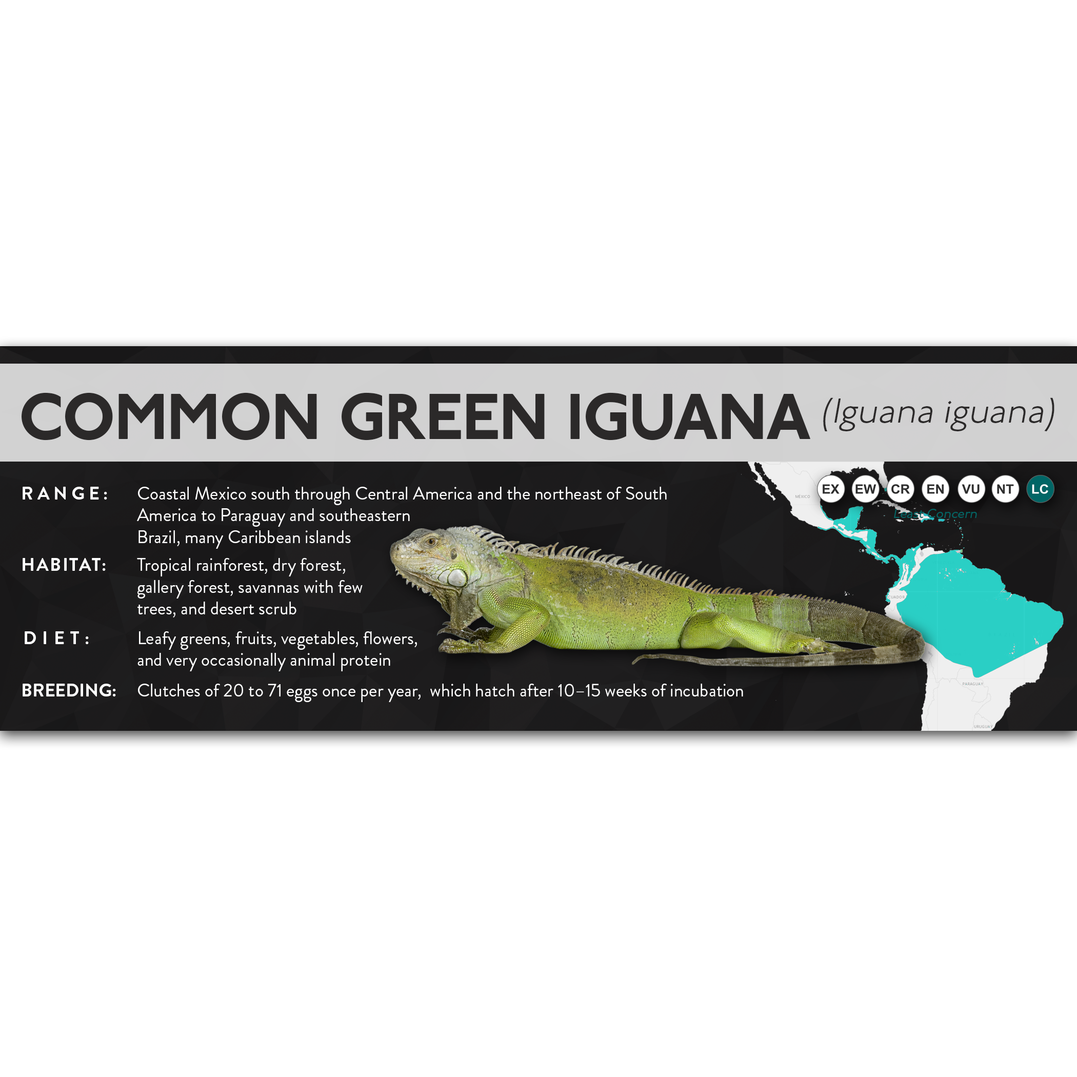 Common Green Iguana (Iguana iguana) - X Label β Cloud Forest Design