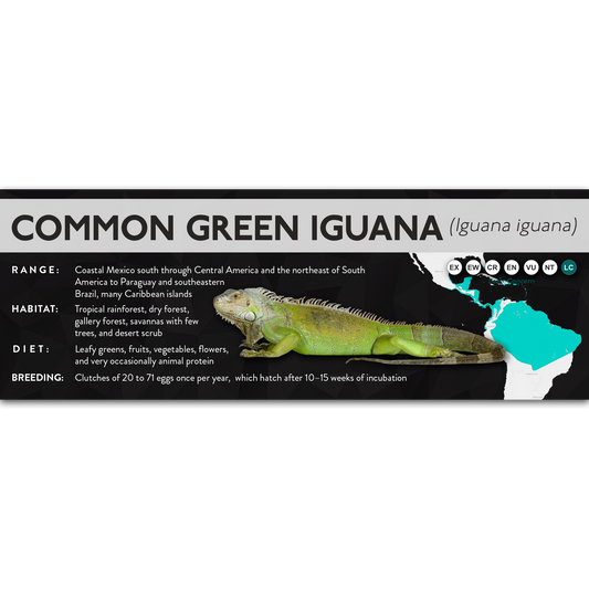 Common Green Iguana (Iguana iguana) - X Label