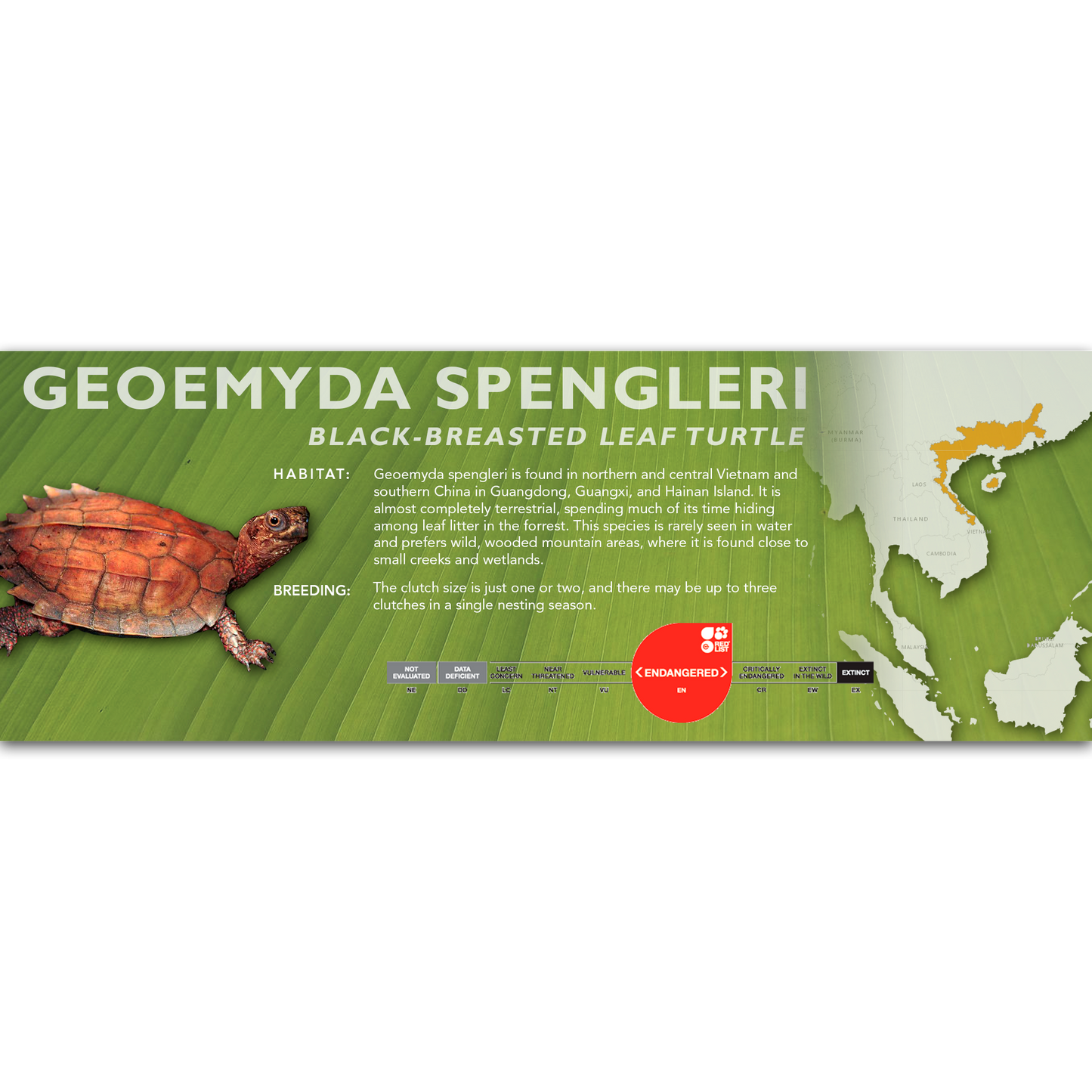 Black-Breasted Leaf Turtle (Geoemyda spengleri) - Classic Vivarium Label