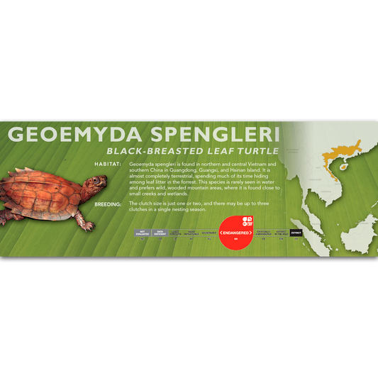 Black-Breasted Leaf Turtle (Geoemyda spengleri) - Classic Vivarium Label