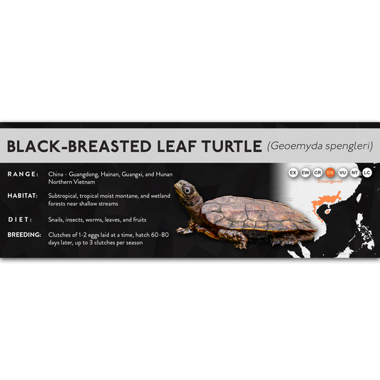 Black-Breasted Leaf Turtle (Geoemyda spengleri) - X Label