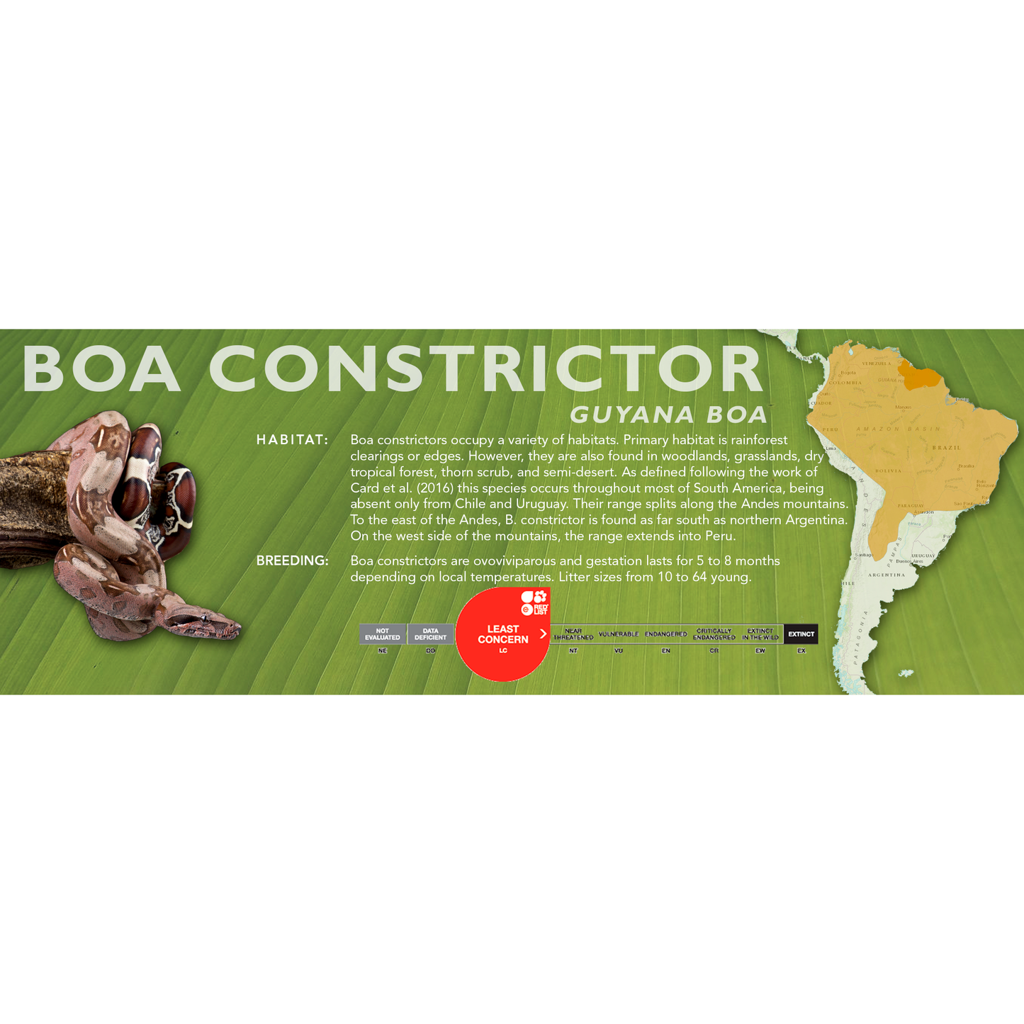 Red Tail Boa (Boa constrictor) Classic Vivarium Label