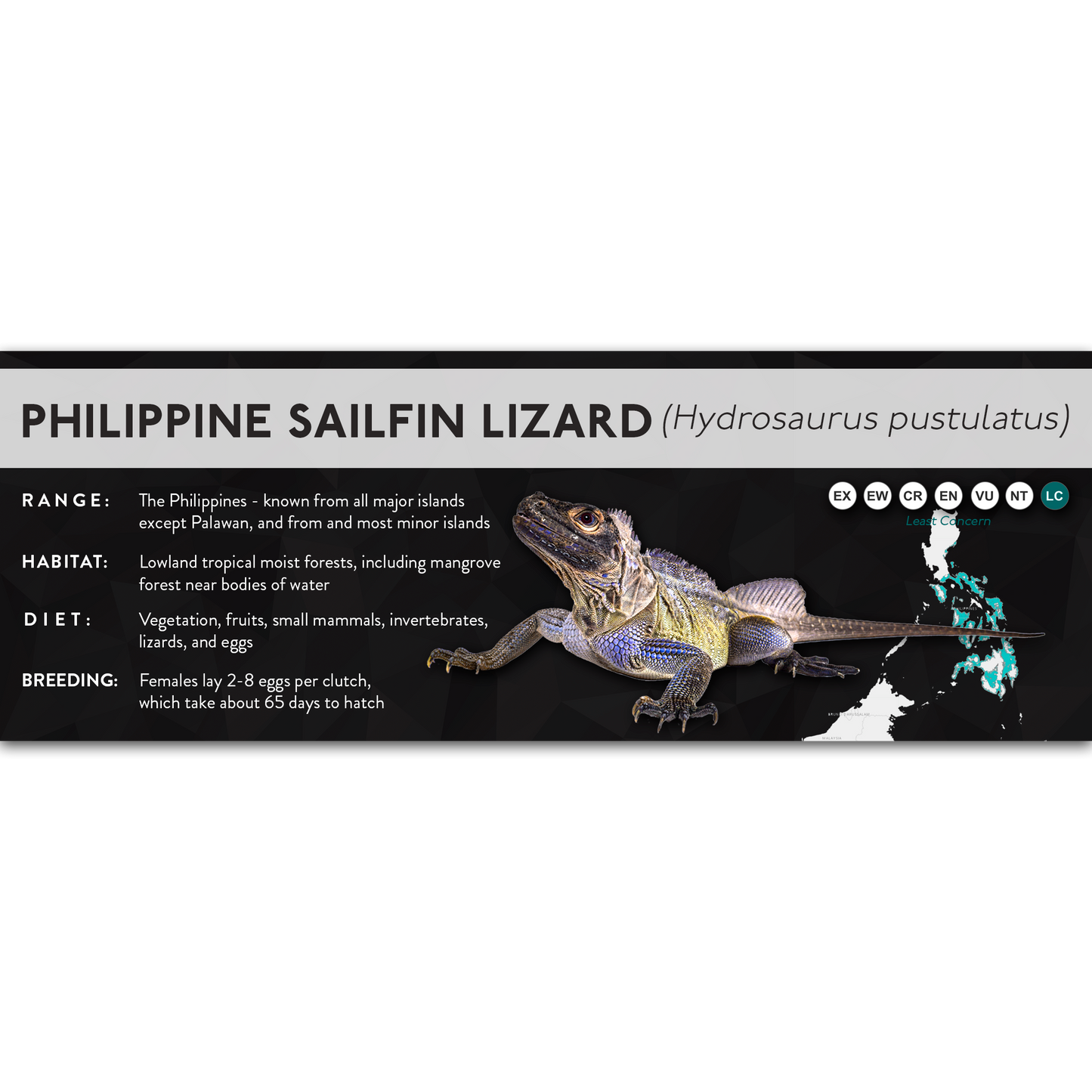 Philippine Sailfin Lizard (Hydrosaurus pustulatus) - X Label