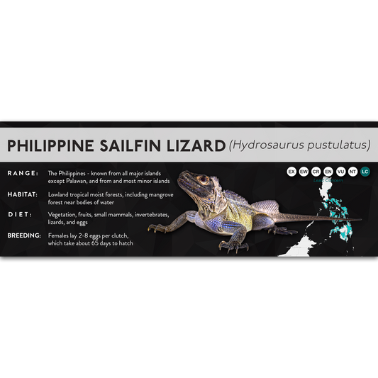 Philippine Sailfin Lizard (Hydrosaurus pustulatus) - X Label