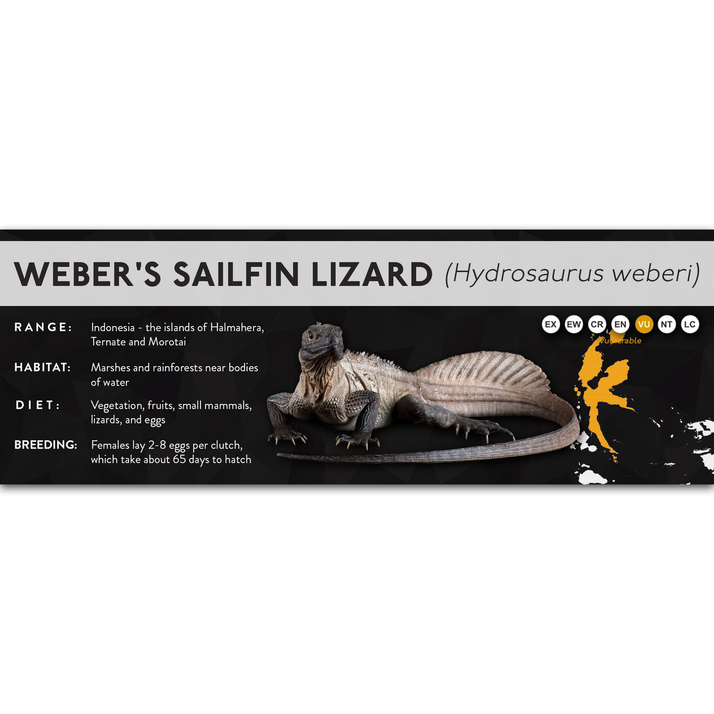 Weber's Sailfin Lizard (Hydrosaurus weberi) - X Label