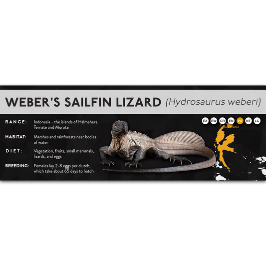 Weber's Sailfin Lizard (Hydrosaurus weberi) - X Label