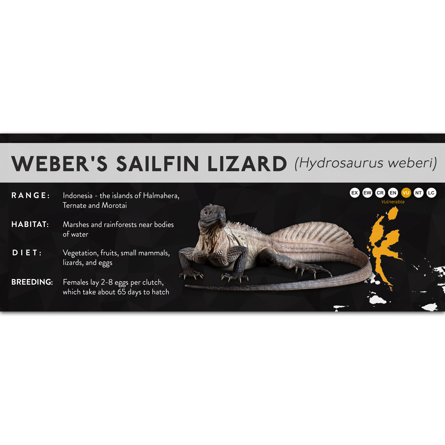Weber's Sailfin Lizard (Hydrosaurus weberi) - X Label