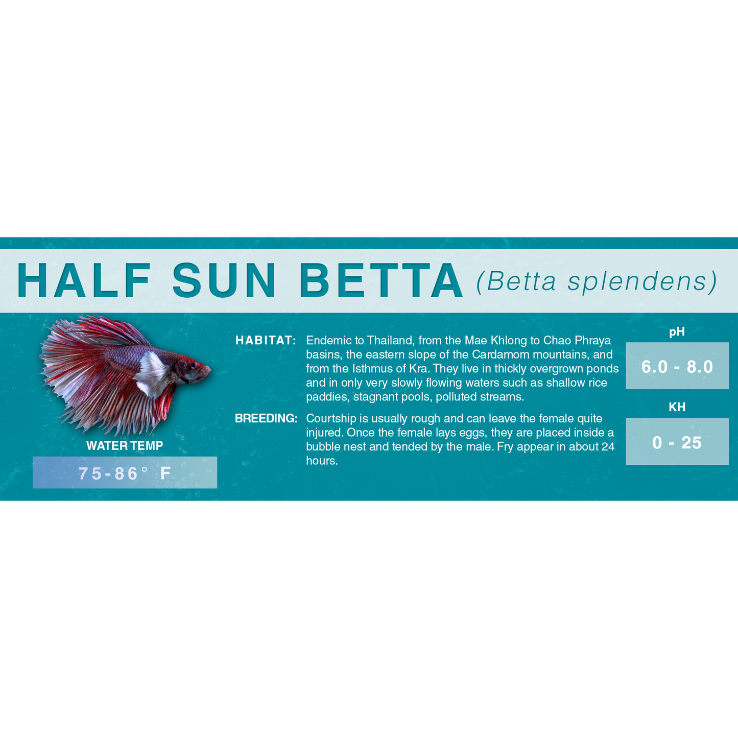 Betta Fish (Betta splendens) - Standard Aquarium Label