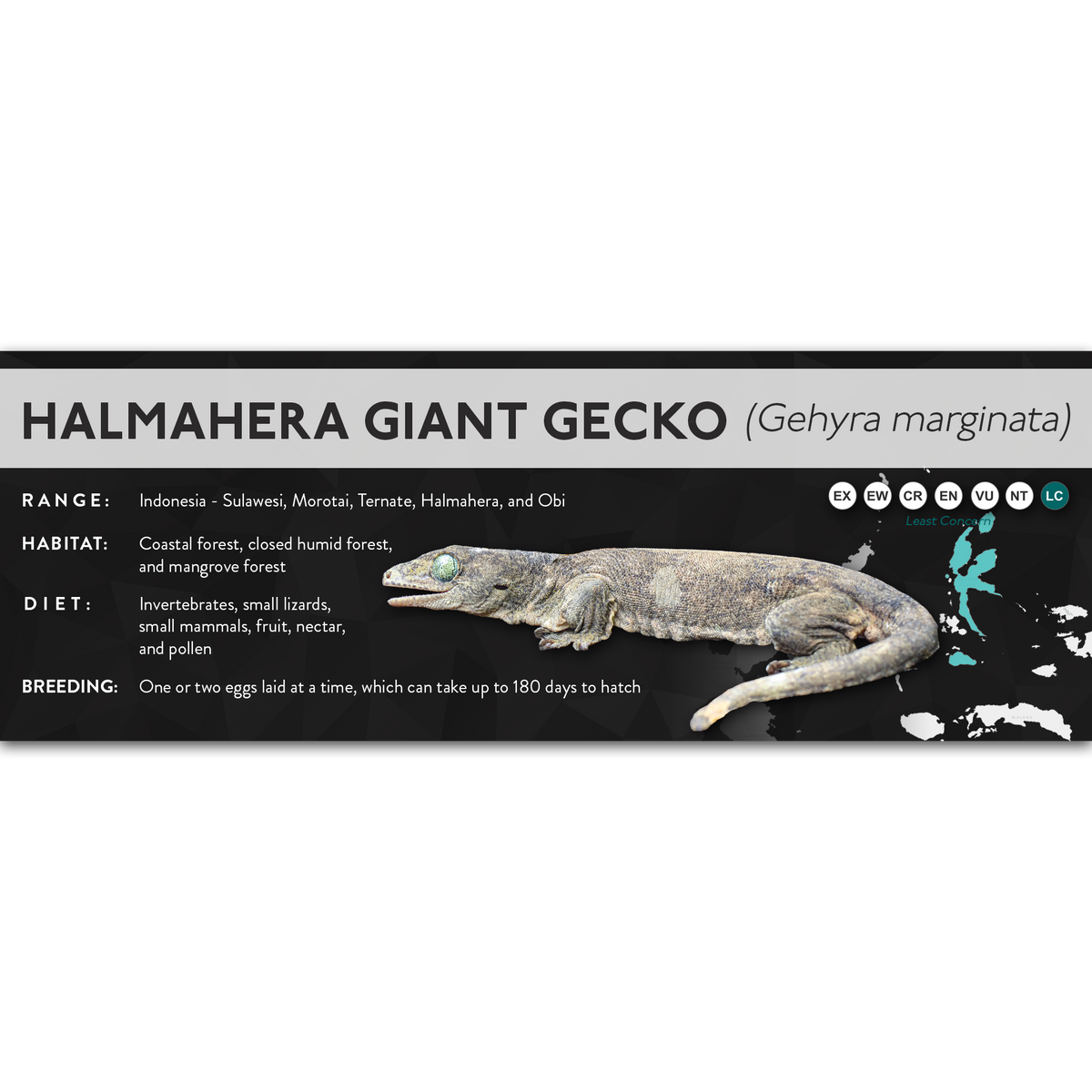Halmahera Giant Gecko (Gehyra marginata) - X Label