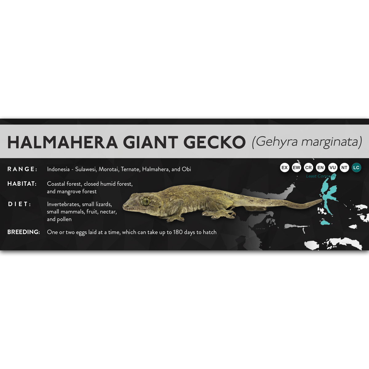 Halmahera Giant Gecko (Gehyra marginata) - X Label