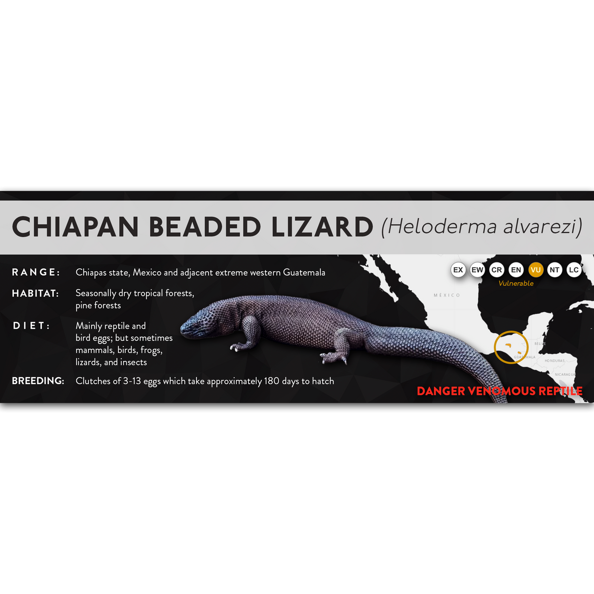 Chiapan Beaded Lizard (Heloderma alvarezi) - X Label