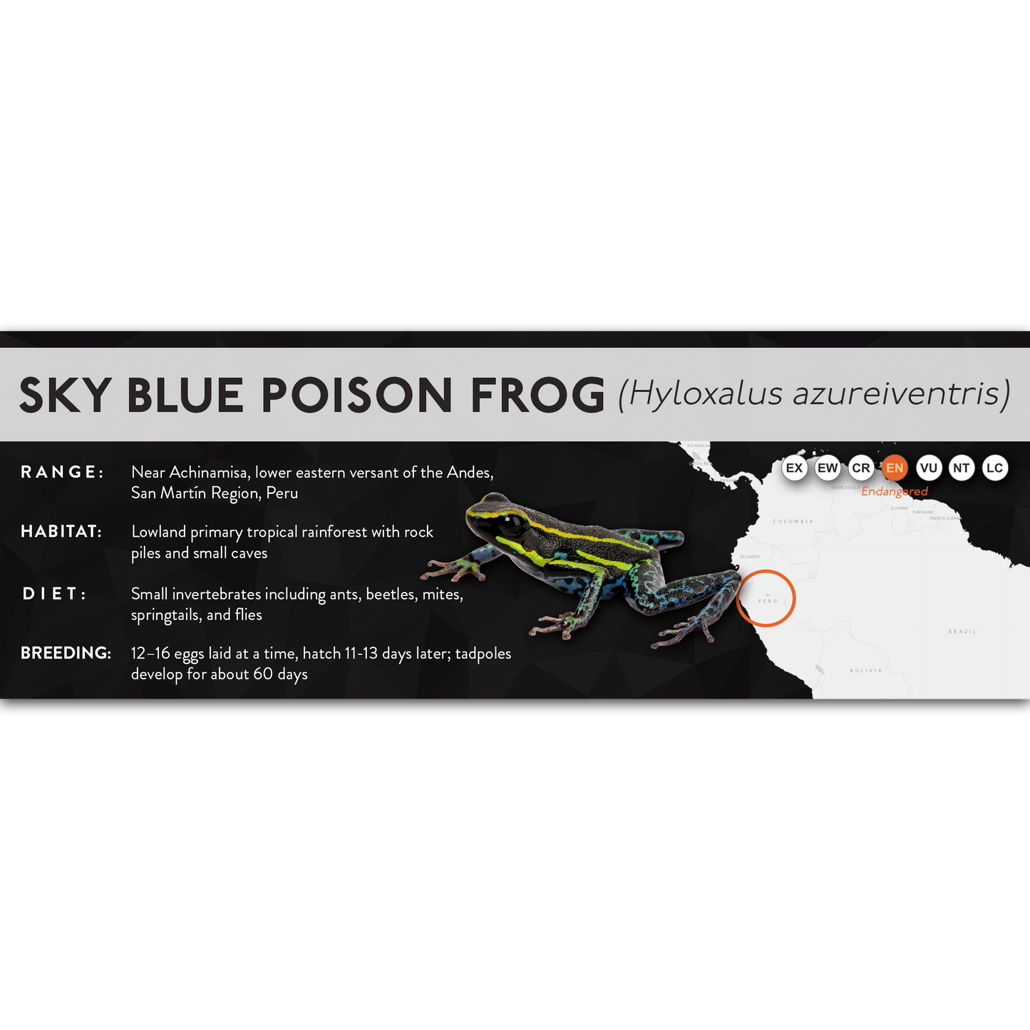Sky Blue Poison Frog (Hyloxalus azureiventris) - X Label