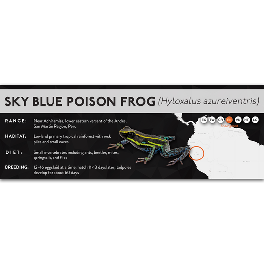 Sky Blue Poison Frog (Hyloxalus azureiventris) - X Label