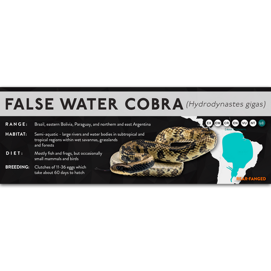 False Water Cobra (Hydrodynastes gigas) - X Label