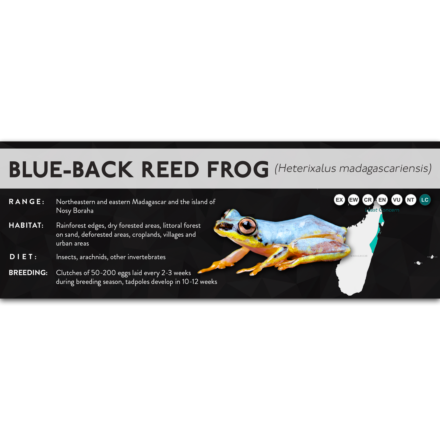 Blue-Back Reed Frog (Heterixalus madagascariensis) - X Label